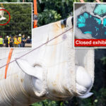 beluga-whales-lifted-out-of-defunct-theme-park-to-begin-journey-to-new-homes-in-us 