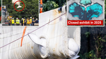 beluga-whales-lifted-out-of-defunct-theme-park-to-begin-journey-to-new-homes-in-us 