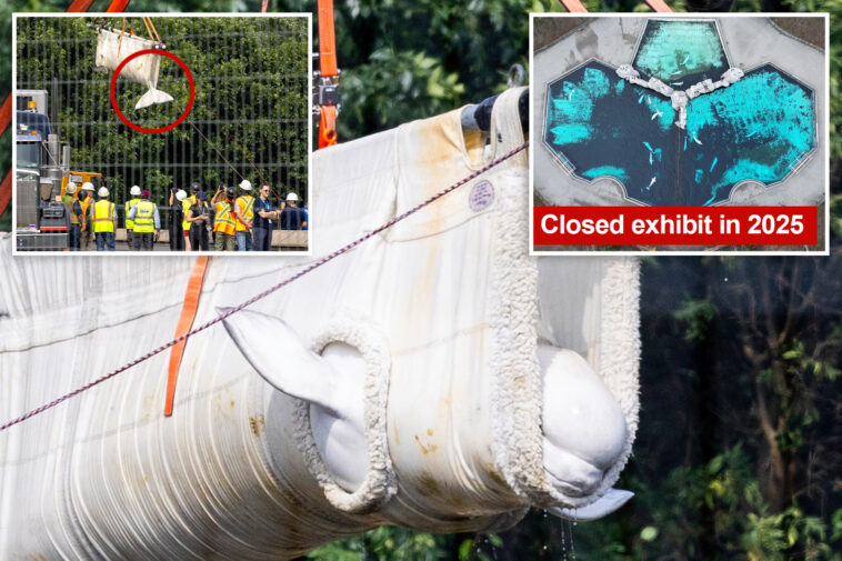 beluga-whales-lifted-out-of-defunct-theme-park-to-begin-journey-to-new-homes-in-us 
