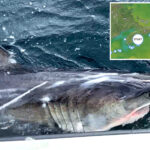 great-white-shark-ripple-travels-impressive-350-miles-in-1-week-off-canada-coast