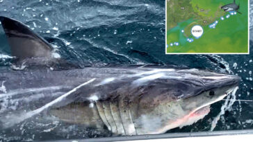 great-white-shark-ripple-travels-impressive-350-miles-in-1-week-off-canada-coast