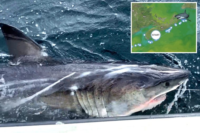 great-white-shark-ripple-travels-impressive-350-miles-in-1-week-off-canada-coast