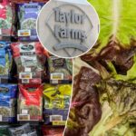 can-we-eat-lettuce-again?-the-truth-about-salad-risk-amid-‘explosive-diarrhea’-parasite-outbreak