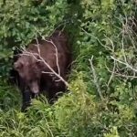 woman-attacked-by-brown-bear-while-hiking-with-friend-and-3-dogs-near-alaska-state-park