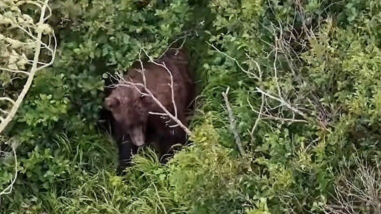 woman-attacked-by-brown-bear-while-hiking-with-friend-and-3-dogs-near-alaska-state-park