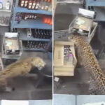 shocking-video-shows-leopard-barge-into-liquor-store-and-maul-terrified-worker