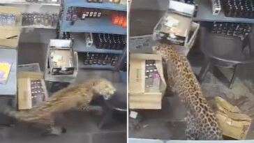 shocking-video-shows-leopard-barge-into-liquor-store-and-maul-terrified-worker
