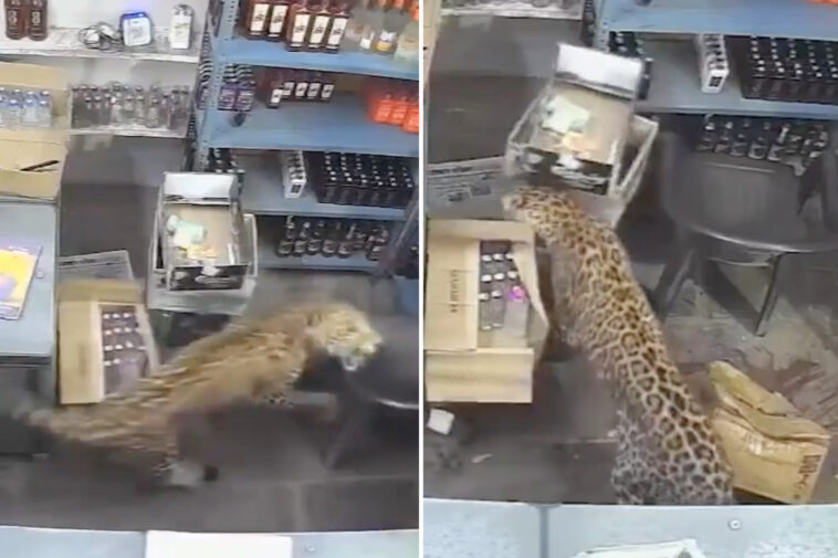 shocking-video-shows-leopard-barge-into-liquor-store-and-maul-terrified-worker