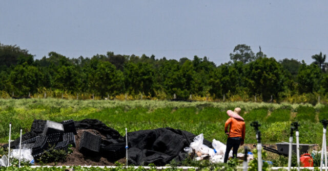 jenks:-gop-h-2a-amnesty-bill-would-create-‘serf-class’-in-rural-america