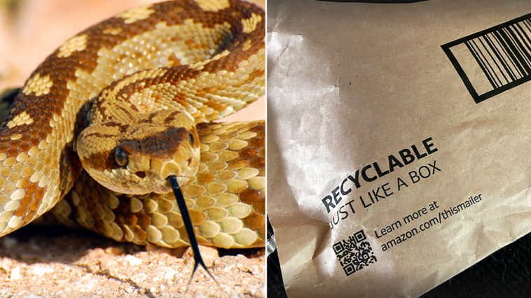 california-toddler-bitten-by-rattlesnake-hiding-beneath-amazon-package-amid-active-snake-season