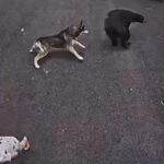 watch:-dog-moves-like-lightning-to-protect-her-boy-from-charging-black-bear-and-gets-the-job-done