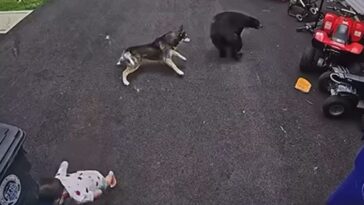 watch:-dog-moves-like-lightning-to-protect-her-boy-from-charging-black-bear-and-gets-the-job-done