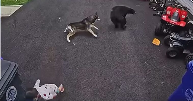 watch:-dog-moves-like-lightning-to-protect-her-boy-from-charging-black-bear-and-gets-the-job-done