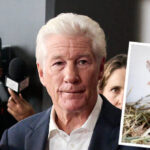 white-house-comms-chief-steven-cheung-trolls-richard-gere-as-‘guy-that-may-have-put-a-gerbil-up-his-ass’