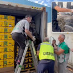 $290m-cocaine-haul-found-‘skillfully-concealed’-in-massive-banana-shipment