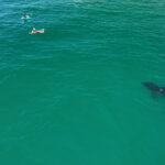 10-foot-great-white-shark-stalks-children-in-socal