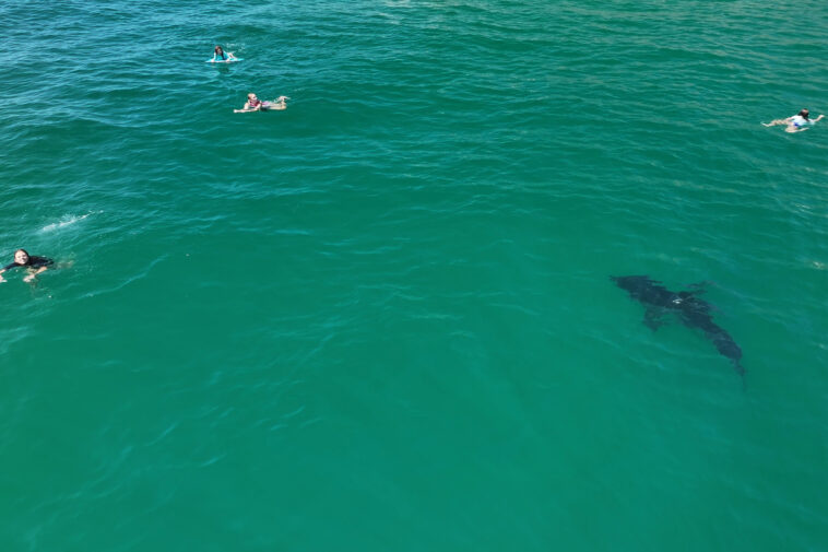 10-foot-great-white-shark-stalks-children-in-socal