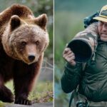 wildlife-photographer-stays-ice-cold-as-massive-brown-bear-walks-right-up-to-his-camera