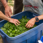 cdc:-over-11k-cases-of-cyclosporiasis-across-majority-of-states