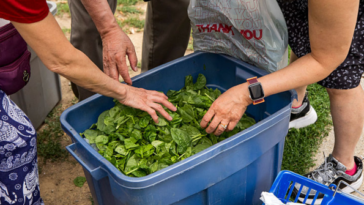 cdc:-over-11k-cases-of-cyclosporiasis-across-majority-of-states