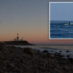killer-whale-spotted-off-montauk-coast-in-what-could-be-first-li-sighting-in-decades