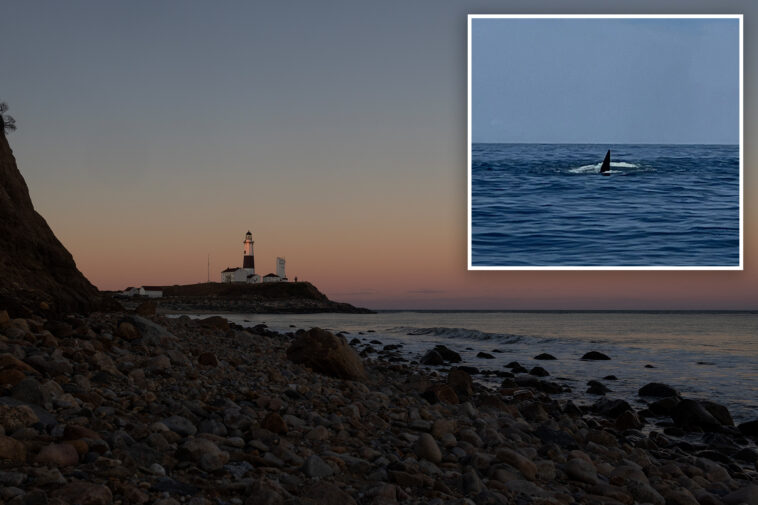 killer-whale-spotted-off-montauk-coast-in-what-could-be-first-li-sighting-in-decades