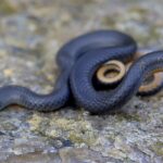 trouble-in-paradise:-pennsylvania-couple-purchases-their-dream-home,-move-in-–-and-find-it’s-infested-by-hundreds-of-snakes
