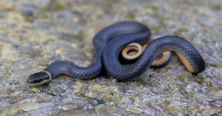 trouble-in-paradise:-pennsylvania-couple-purchases-their-dream-home,-move-in-–-and-find-it’s-infested-by-hundreds-of-snakes