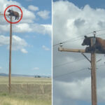 head-scratching-video-shows-hulking-bear-perched-atop-utility-pole