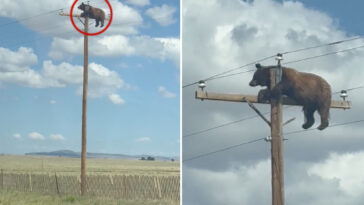 head-scratching-video-shows-hulking-bear-perched-atop-utility-pole