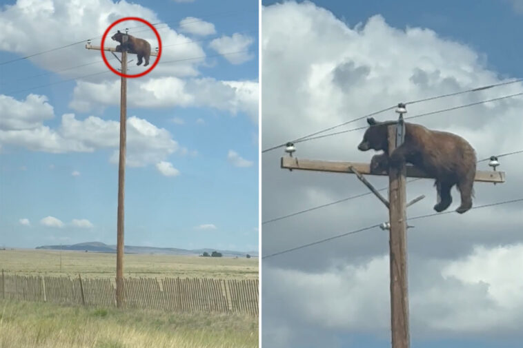 head-scratching-video-shows-hulking-bear-perched-atop-utility-pole