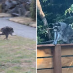 jimothy-the-raccoon-may-have-other-short-spined-furry-friends-in-seattle,-experts-say:-‘there’s-magic-in-the-wild’