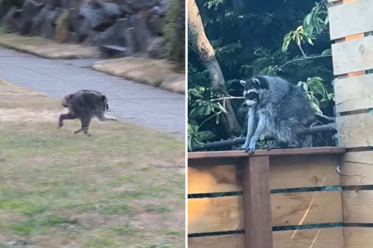 jimothy-the-raccoon-may-have-other-short-spined-furry-friends-in-seattle,-experts-say:-‘there’s-magic-in-the-wild’