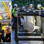 beluga-whales-from-shuttered-canada-theme-park-arrive-at-seaworld-san-antonio