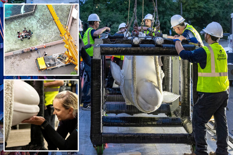 beluga-whales-from-shuttered-canada-theme-park-arrive-at-seaworld-san-antonio