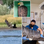 new-video-shows-bird-fight-that-left-big-bear-bald-eagle-jackie-in-critical-condition