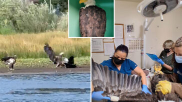 new-video-shows-bird-fight-that-left-big-bear-bald-eagle-jackie-in-critical-condition