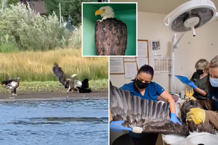 new-video-shows-bird-fight-that-left-big-bear-bald-eagle-jackie-in-critical-condition