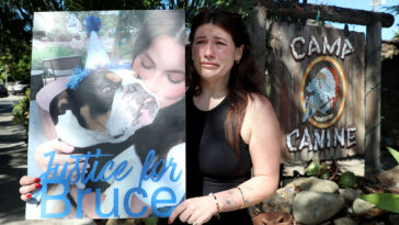 dog-owner-breaks-down-in-tears-outside-daycare-where-her-beloved-bulldog-allegedly-drowned
