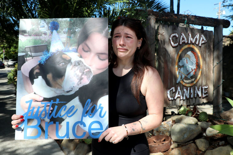 dog-owner-breaks-down-in-tears-outside-daycare-where-her-beloved-bulldog-allegedly-drowned