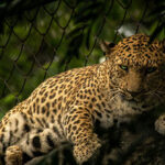 india:-leopard-bursts-into-liquor-store,-attacks-employee