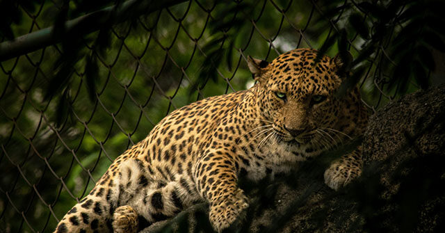 india:-leopard-bursts-into-liquor-store,-attacks-employee