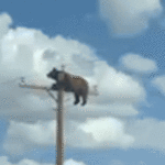bear-caught-on-camera-perched-atop-new-mexico-utility-pole-before-reportedly-suffering-fatal-electrocution