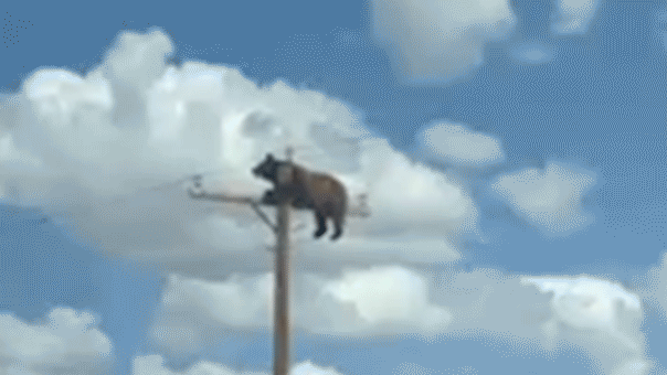 bear-caught-on-camera-perched-atop-new-mexico-utility-pole-before-reportedly-suffering-fatal-electrocution