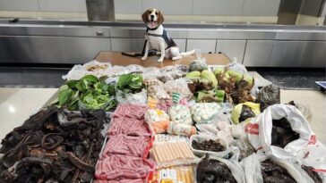 border-k9-sniffs-out-99-pounds-of-prohibited-meat,-plants-and-monitor-lizard-in-suitcase-from-thailand
