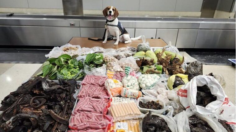 border-k9-sniffs-out-99-pounds-of-prohibited-meat,-plants-and-monitor-lizard-in-suitcase-from-thailand