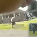 horrifying-bodycam-footage-shows-connecticut-son-beating-dad-to-death-with-baseball-bat-outside-home-before-cops-shoot-him