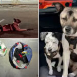 dogs-found-alone-at-la-beach-spark-mysterious-‘abduction’-theory