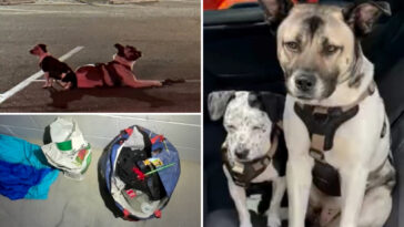 dogs-found-alone-at-la-beach-spark-mysterious-‘abduction’-theory
