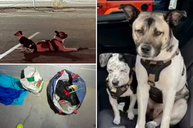 dogs-found-alone-at-la-beach-spark-mysterious-‘abduction’-theory